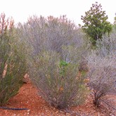 Littleleaf Mountain Mahogany